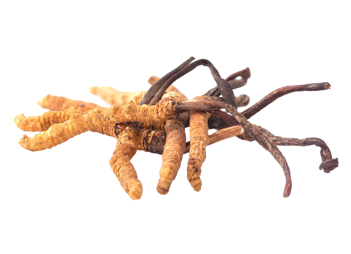 Houba Cordyceps